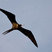 Great Frigatebird